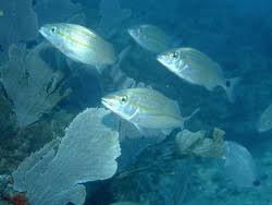 Image result for Haemulon aurolineatum