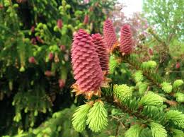 Attēlu rezultāti vaicājumam “Picea abies female flower”