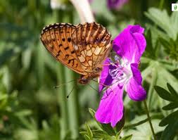 Attēlu rezultāti vaicājumam “Brenthis ino upperside”