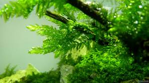 Attēlu rezultāti vaicājumam “Fontinalis antipyretica subsp. gracilis”