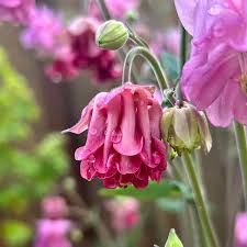 Attēlu rezultāti vaicājumam “Aquilegia vulgaris flower”