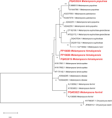 Attēlu rezultāti vaicājumam “Melampsora magnusiana”