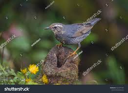 Image result for Zoothera sibirica