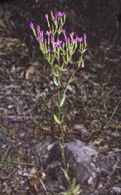 Attēlu rezultāti vaicājumam “Centaurium littorale leaf”