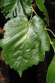 Attēlu rezultāti vaicājumam “Corylus colurna”