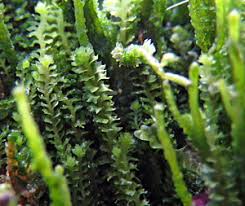 Attēlu rezultāti vaicājumam “Barbilophozia attenuata”