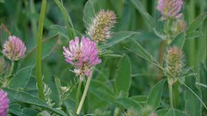 Attēlu rezultāti vaicājumam “Trifolium medium flower”