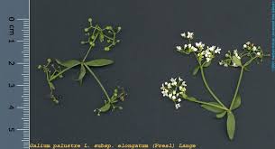 Attēlu rezultāti vaicājumam “Galium elongatum”