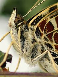 Attēlu rezultāti vaicājumam “Araschnia levana underside”