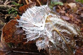 Attēlu rezultāti vaicājumam “Athelia pyriformis”