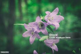 Attēlu rezultāti vaicājumam “Campanula bononiensis”