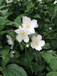 Attēlu rezultāti vaicājumam “Philadelphus lemoinei flower”