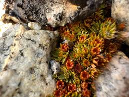 Attēlu rezultāti vaicājumam “Pogonatum dentatum”