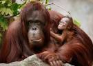 Rare Bornean Orangutan Born At Chicago's Brookfield Zoo - Pictures ...
