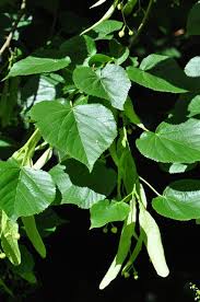 Attēlu rezultāti vaicājumam “Tilia x vulgaris”