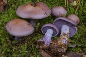 Attēlu rezultāti vaicājumam “Lepista nuda”