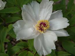 Attēlu rezultāti vaicājumam “Paeonia lactiflora flower”