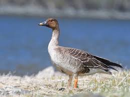 Image result for Anser fabalis