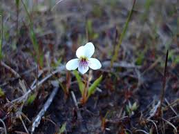 Attēlu rezultāti vaicājumam “Viola tricolor leaf”