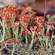 Attēlu rezultāti vaicājumam “Hygroamblystegium varium sporophyte”