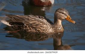 Attēlu rezultāti vaicājumam “Anas platyrhynchos female”