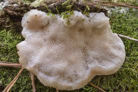 Attēlu rezultāti vaicājumam “Aurantiporus fissilis”