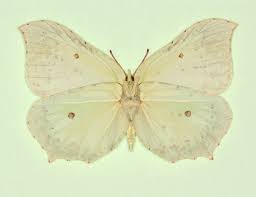 Attēlu rezultāti vaicājumam “Gonepteryx rhamni female”