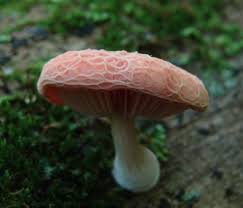 Attēlu rezultāti vaicājumam “Rhodotus palmatus”