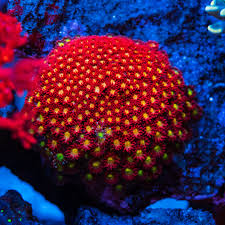 Attēlu rezultāti vaicājumam “Lophozia laxa macro”