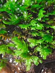 Attēlu rezultāti vaicājumam “Fissidens taxifolius”