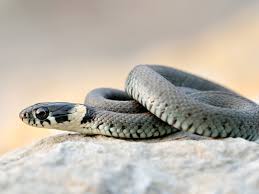 Image result for Ringelnatter