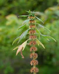Attēlu rezultāti vaicājumam “Leonurus quinquelobatus flower”