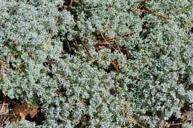 Attēlu rezultāti vaicājumam “Cladonia rangiferina”