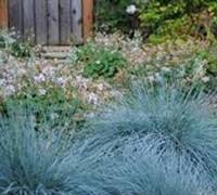 Attēlu rezultāti vaicājumam “Festuca ovina fruit”