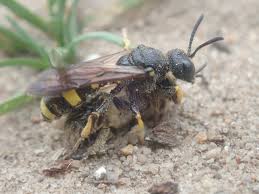 Attēlu rezultāti vaicājumam “Cerceris arenaria”