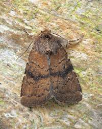 Attēlu rezultāti vaicājumam “Rusina ferruginea”