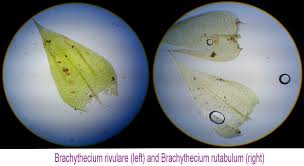 Attēlu rezultāti vaicājumam “Brachythecium”