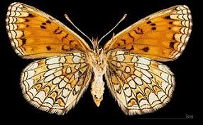 Attēlu rezultāti vaicājumam “Mellicta athalia upperside”