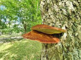 Attēlu rezultāti vaicājumam “Inonotus rheades”