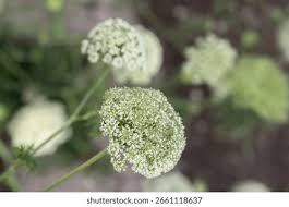 Attēlu rezultāti vaicājumam “Daucus sativus flower”