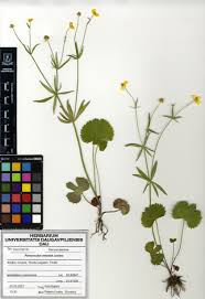Attēlu rezultāti vaicājumam “Ranunculus auricomus leaf”