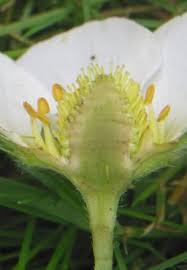 Attēlu rezultāti vaicājumam “Fragaria x ananassa flower”