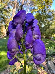 Attēlu rezultāti vaicājumam “Aconitum napellus flower”