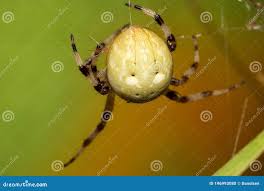 Attēlu rezultāti vaicājumam “Araneus quadratus female”