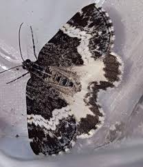 Attēlu rezultāti vaicājumam “Spargania luctuata”