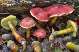 Attēlu rezultāti vaicājumam “Xerocomus rubellus”