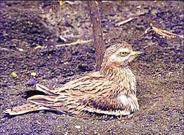 Image result for Burhinus oedicnemus