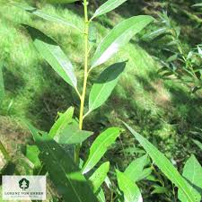 Attēlu rezultāti vaicājumam “Salix triandra fruit”