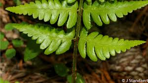 Attēlu rezultāti vaicājumam “Cribraria costata”