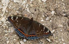 Attēlu rezultāti vaicājumam “Limenitis populi upperside”